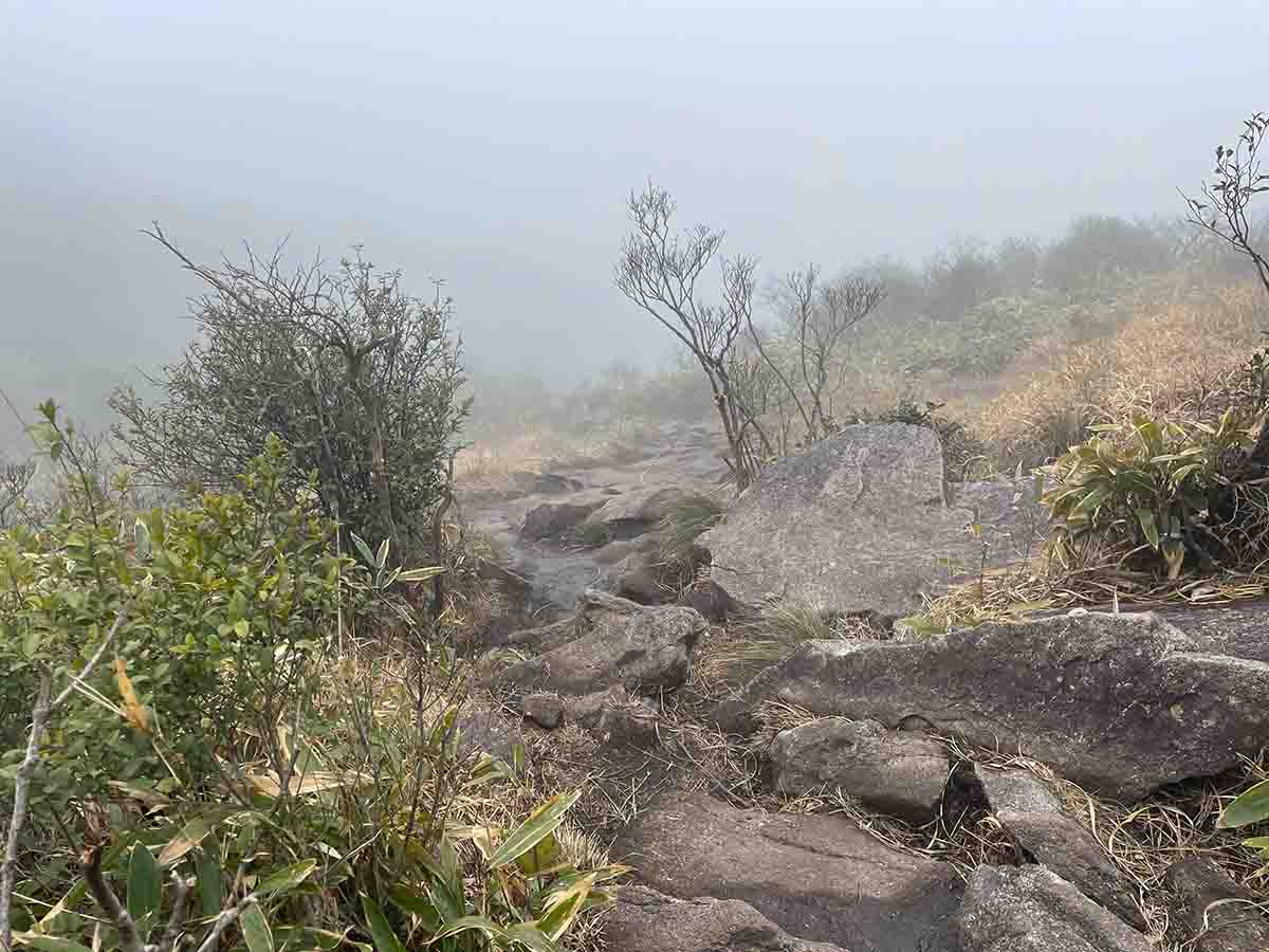 Wild track in the mountains